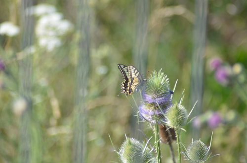 Old World Swallowtail