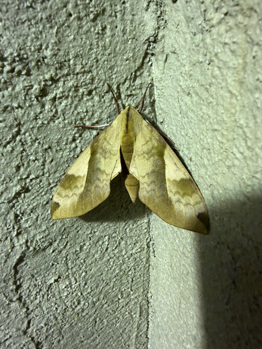 Clanis bilineata