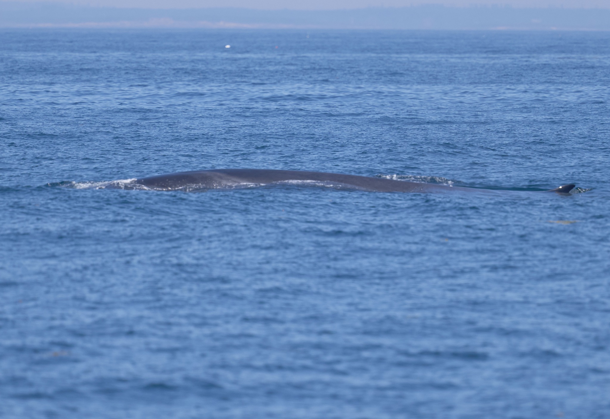 Balaenoptera physalus