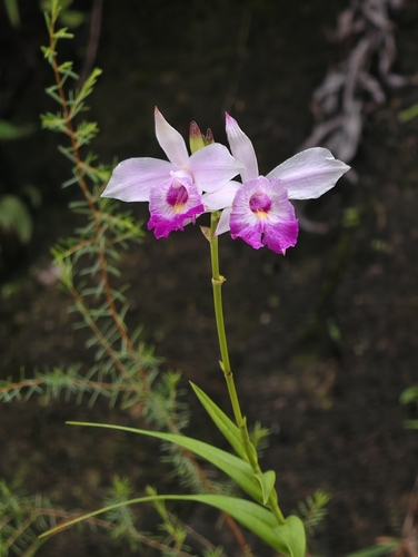 Bamboo Orchid