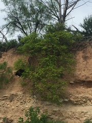 Leucaena retusa