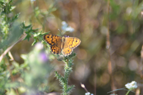 Wall Brown