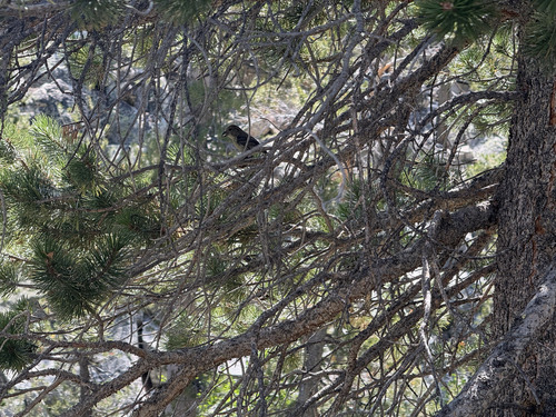 iNaturalist observation photo of Red Crossbill