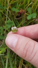 Trifolium microdon