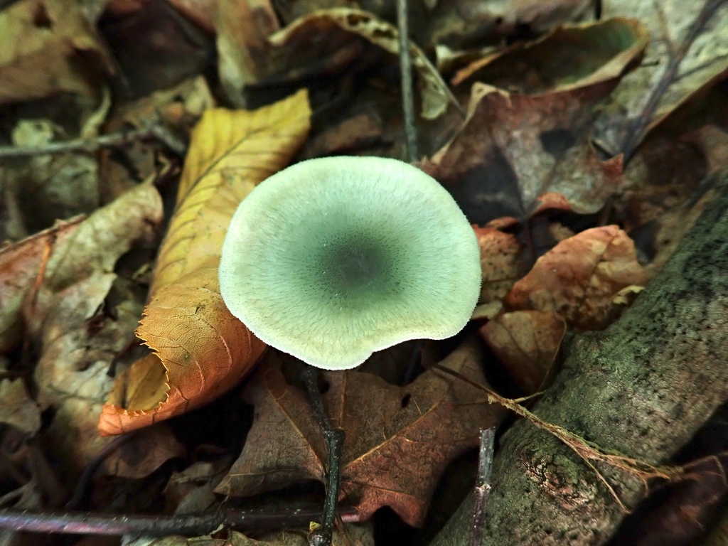 Aniseed Funnel