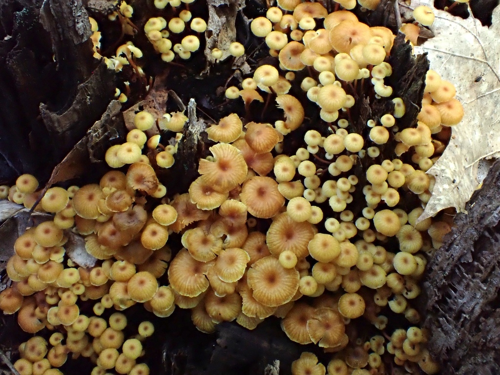Cross-veined Troop Mushroom · August 2026 · photo: Photo: no rights reserved · iNaturalist