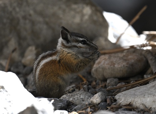 Palmer's Chipmunk observed by lonnyholmes