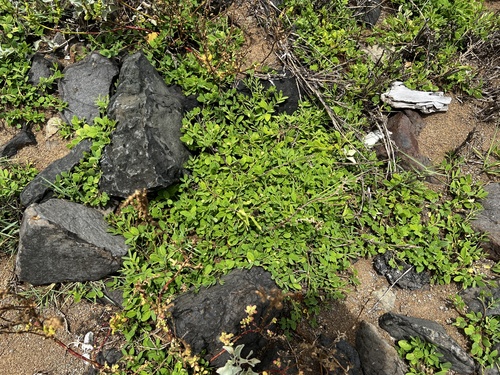 Synostemon bacciformis, 2026-07-22