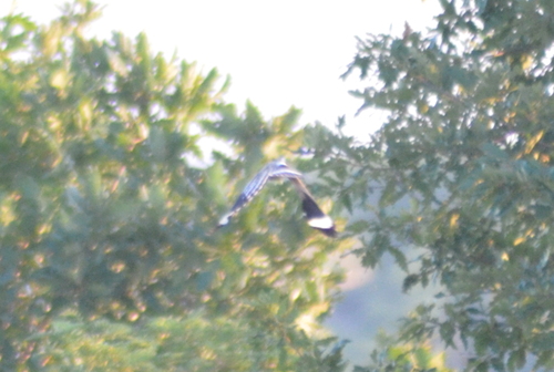Common Hoopoe