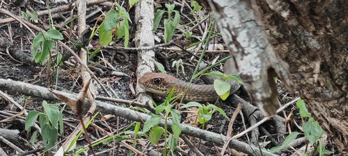 Neotropical Whip Snake