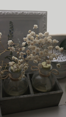 Gypsophila paniculata