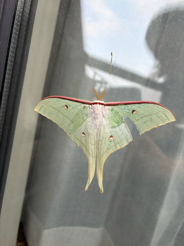 Chinese Moon Moth