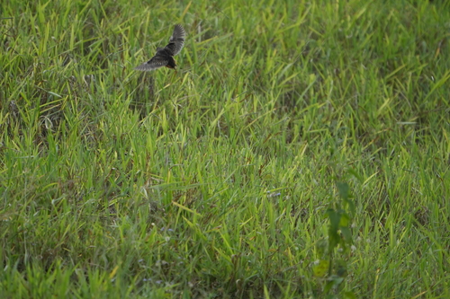 Synoicus chinensis observed 2026-08-04