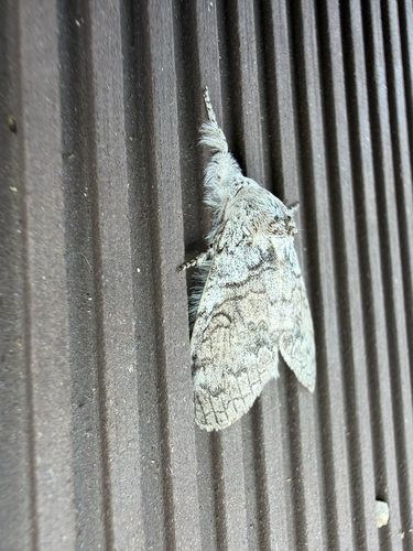 Grote's Tussock Moth