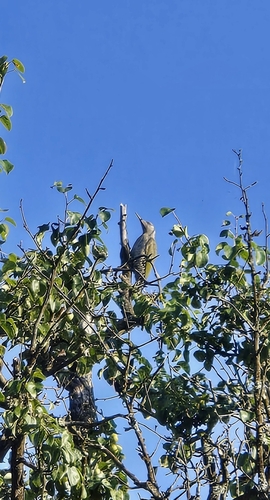 Grey-headed Woodpecker