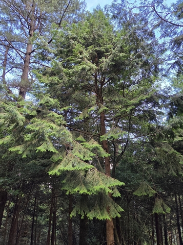 Chamaecyparis formosensis, 2026-08-07