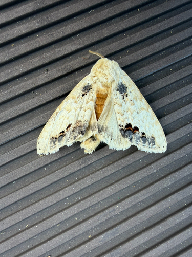 Phalera flavescens