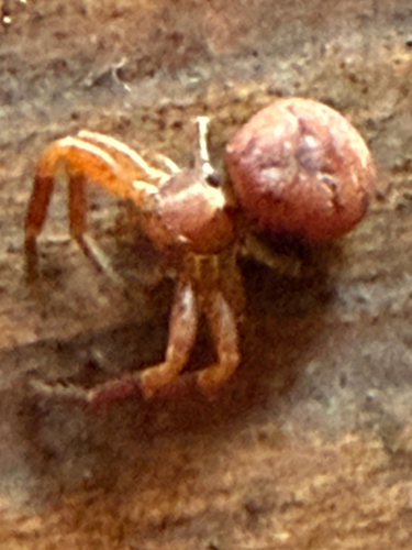 Xysticus locuples