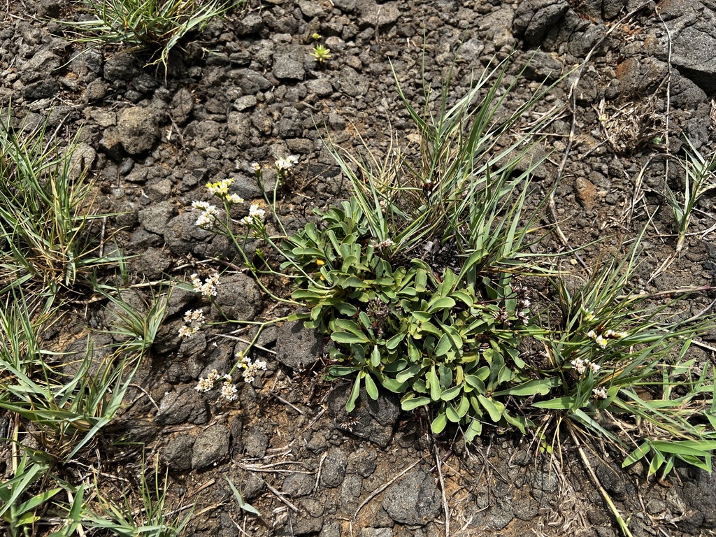 Limonium sinense; photograph (c) 胡正恆(Jackson Hu), some rights reserved (CC BY)