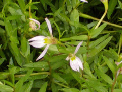 Lobelia chinensis