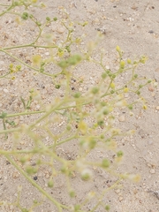 Haplophyllum tuberculatum