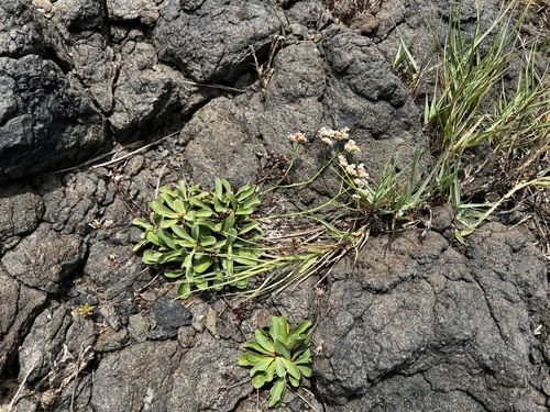 Limonium sinense, photograph 1