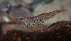 Caridina cantonensis