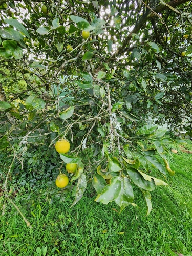 Citrus limon observed 2026-08-08