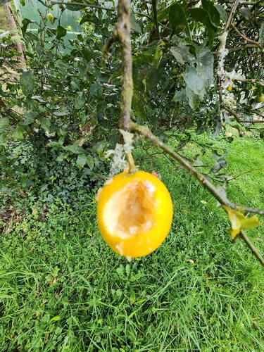 Citrus × limon, photograph 2