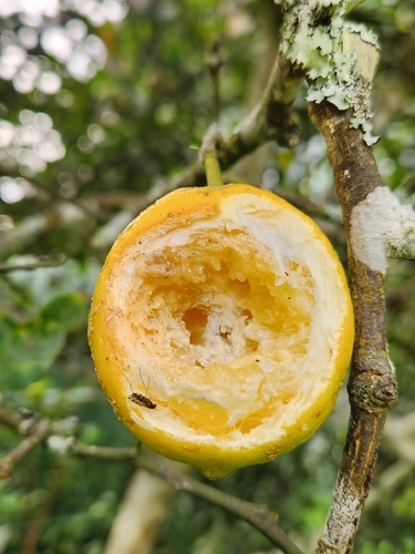 Citrus × limon, photograph 3