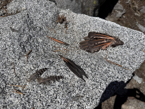 iNaturalist observation photo of Northern Flicker