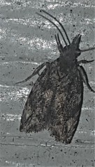 Tritopterna capyra