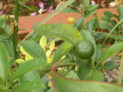 Citrus × microcarpa