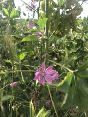 Malva sylvestris