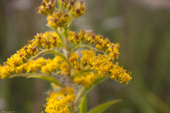 Solidago canadensis