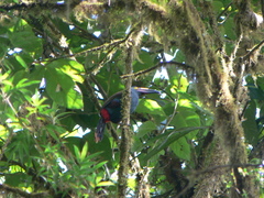 Andigena laminirostris