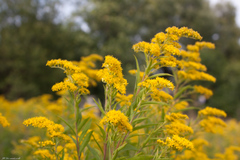 Solidago canadensis
