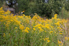 Solidago canadensis