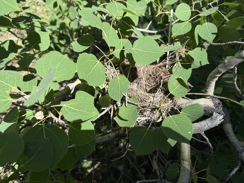 iNaturalist observation photo of Birds