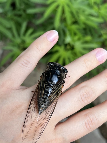 Eastern horse cicada