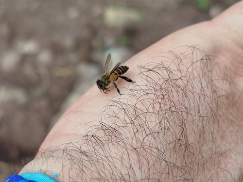 Asian Honey Bee