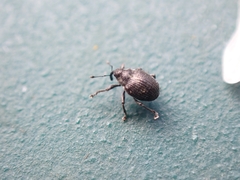 Ceutorhynchini