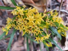 Apostasia wallichii