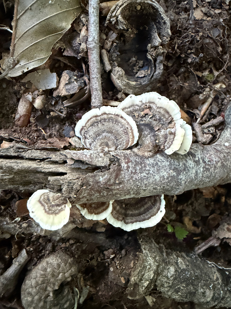 turkey-tail · August 2026 · photo: Photo: (c) Kim H, some rights reserved (CC BY-SA) · iNaturalist
