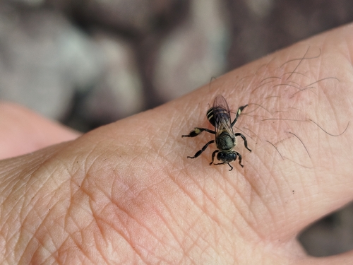 Black Dwarf Honey Bee