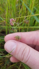 Trifolium bifidum decipiens