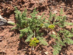 Lomatium scabrum tripinnatum