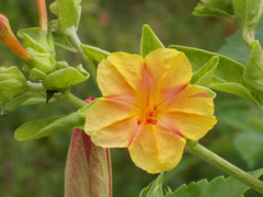 Mirabilis jalapa