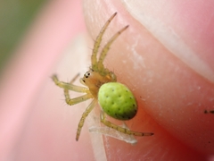 Araniella cucurbitina