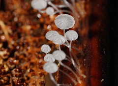 Mycena maldea